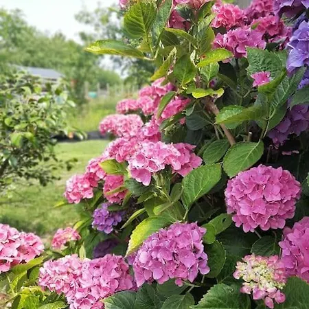 De La Paludiere Holiday home