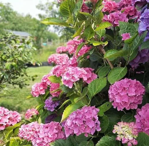 De La Paludiere Holiday home